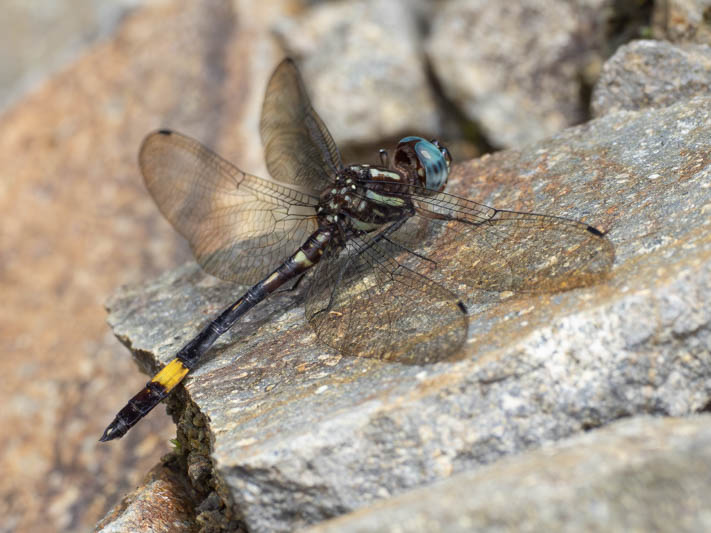 Brechmorhoga rapax (Amber-banded Clubskimmer)-3.jpg